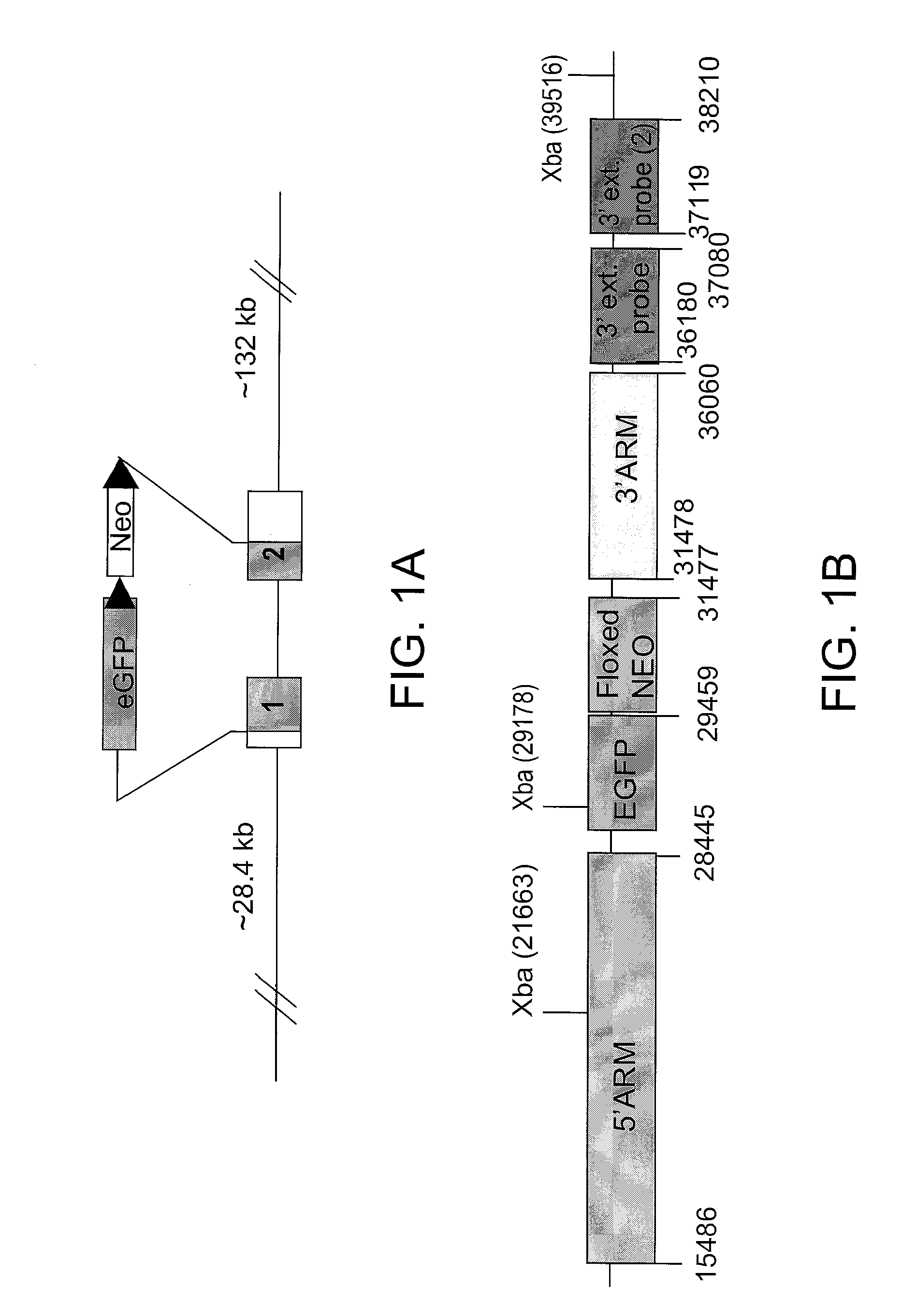 Identification Of Novel Cell Surface Markers For Pancreatic Progenitor Cells And Definite Endodermal Cells