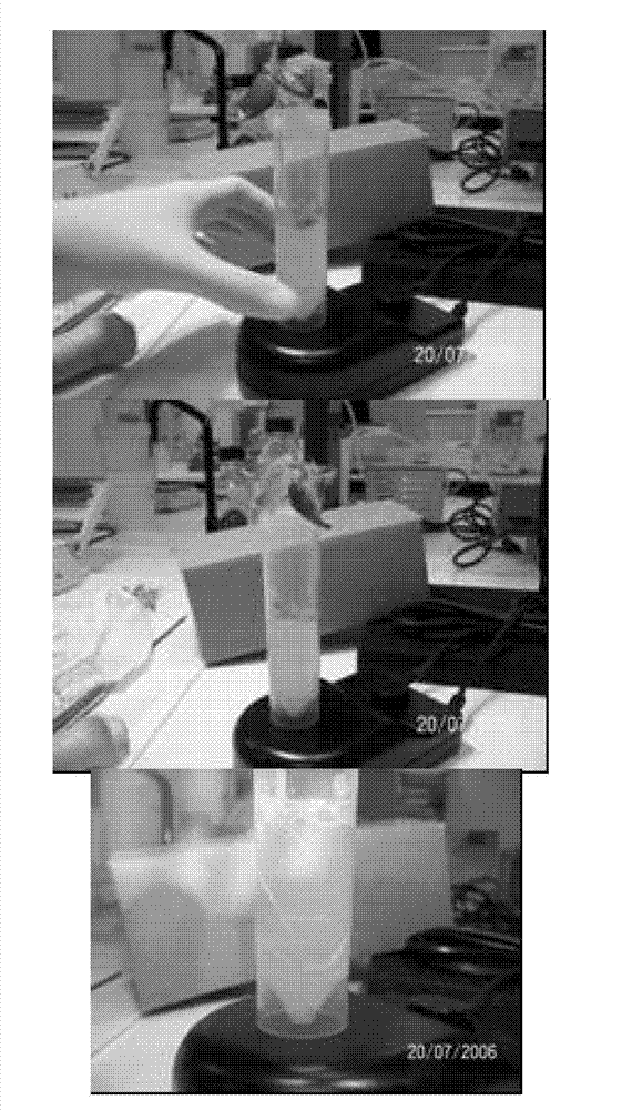 Bacterial strains and a bionematicide and plant growth stimulator containing them