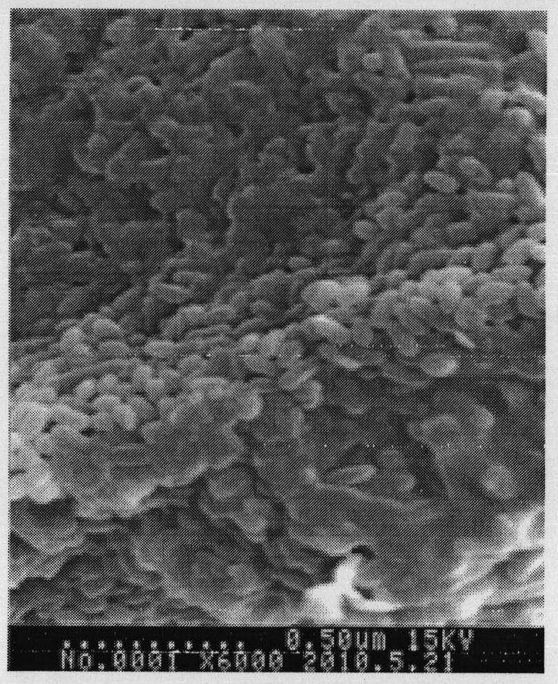 Cellulomonas fimi DA 8 bacterial strain as well as acquiring method and application thereof