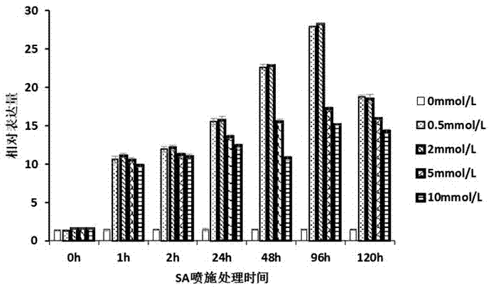 Method for improving cotton verticillium wilt by utilizing inducer