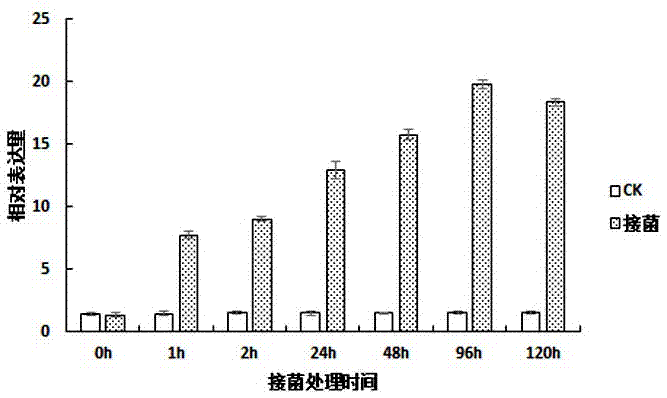 Method for improving cotton verticillium wilt by utilizing inducer