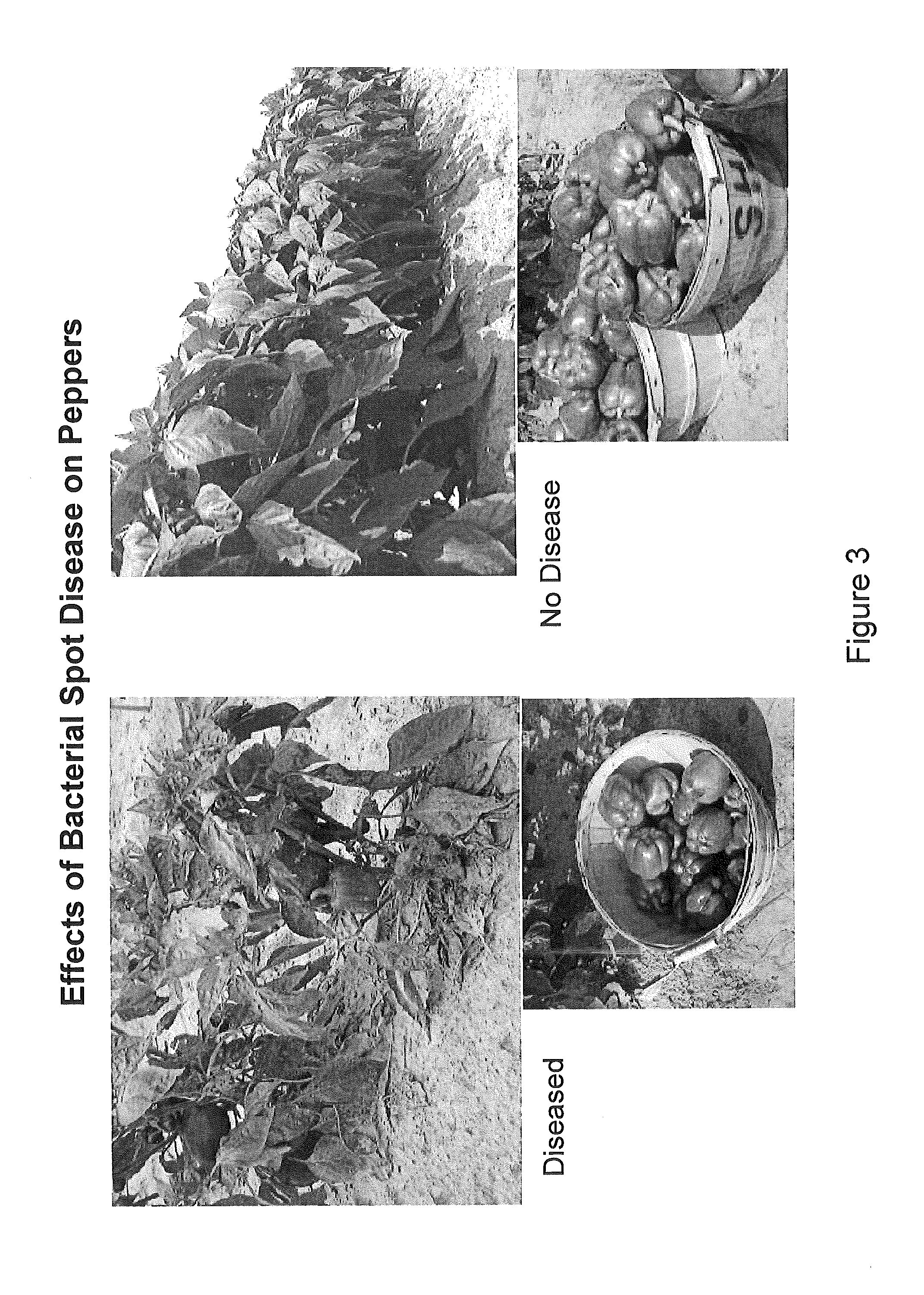 Inhibition and dispersion of biofilms in plants with imidazole-triazole derivatives