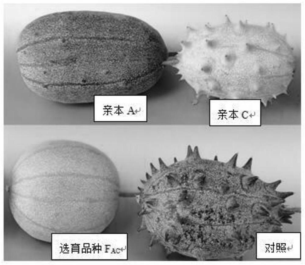 Breeding method for different types of cucumis metuliferus varieties