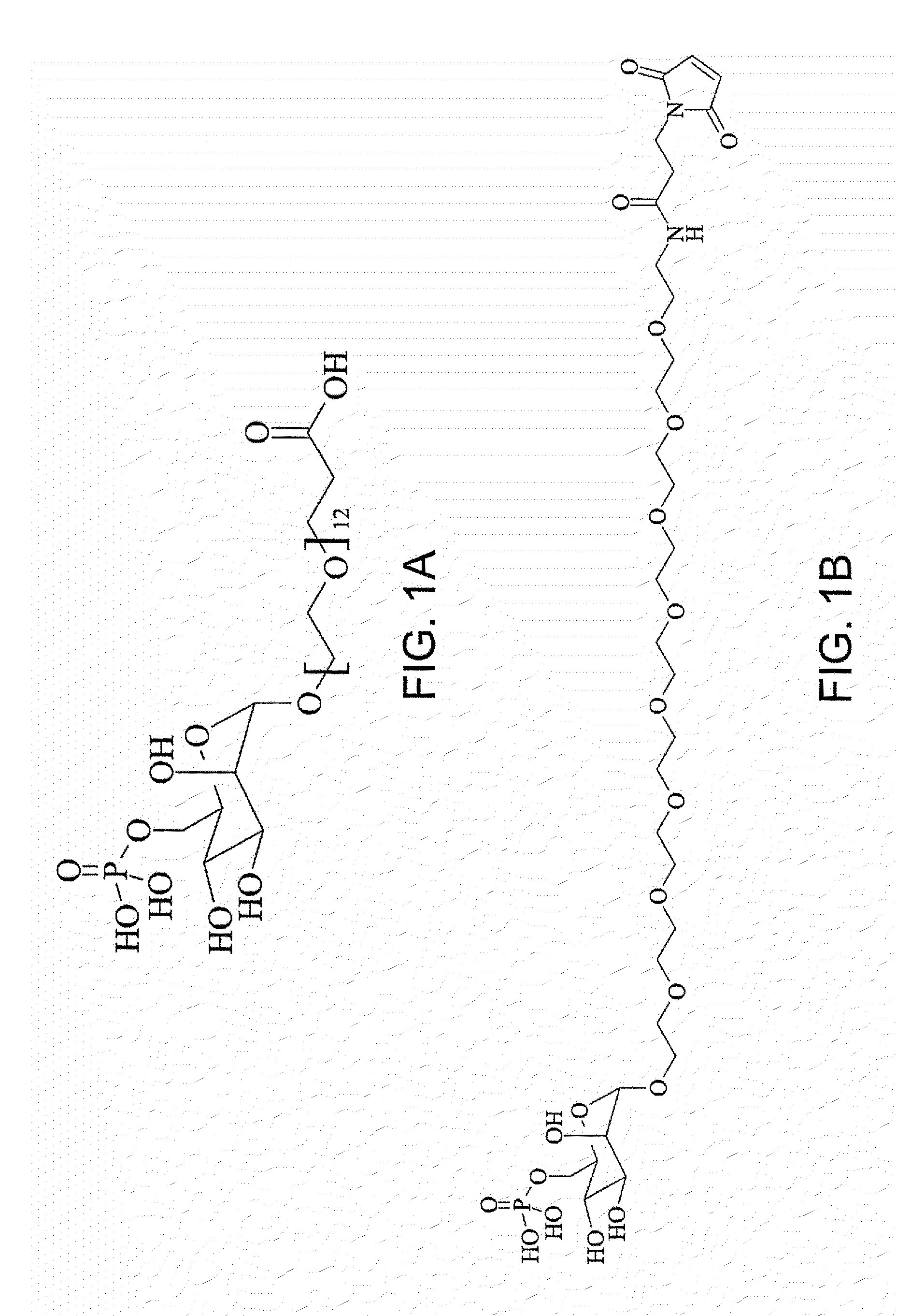 Saccharide-containing protein conjugates and uses thereof