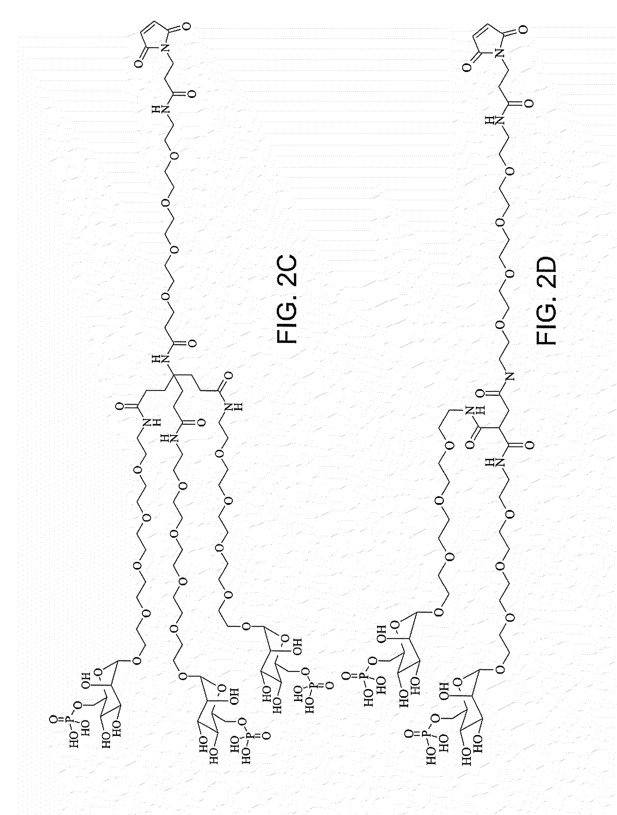 Saccharide-containing protein conjugates and uses thereof