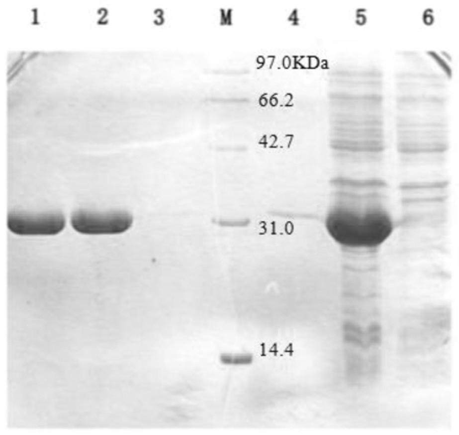 A salt-tolerant bacterial laccase, recombinant vector, recombinant bacteria, enzyme preparation and its preparation method and application