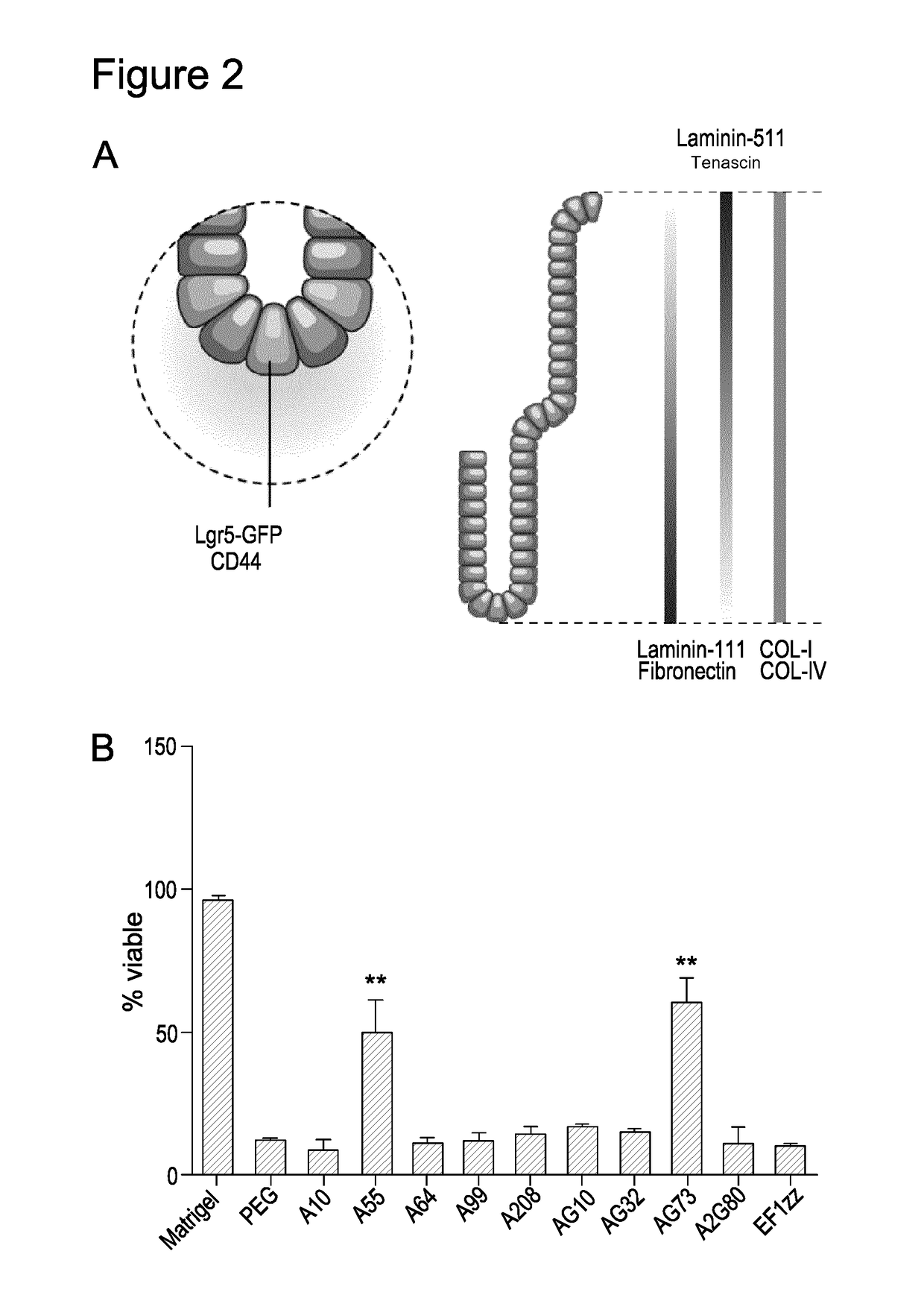 Three dimensional hydrogels for culturing organoids