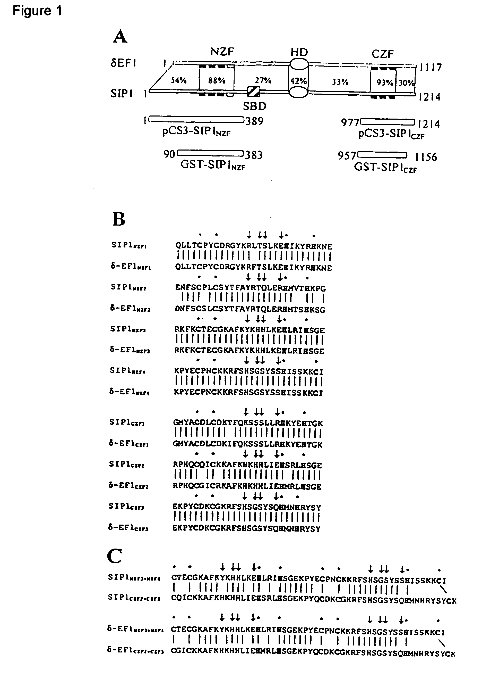 Nucleic acid binding of multi-zinc finger transcription factors