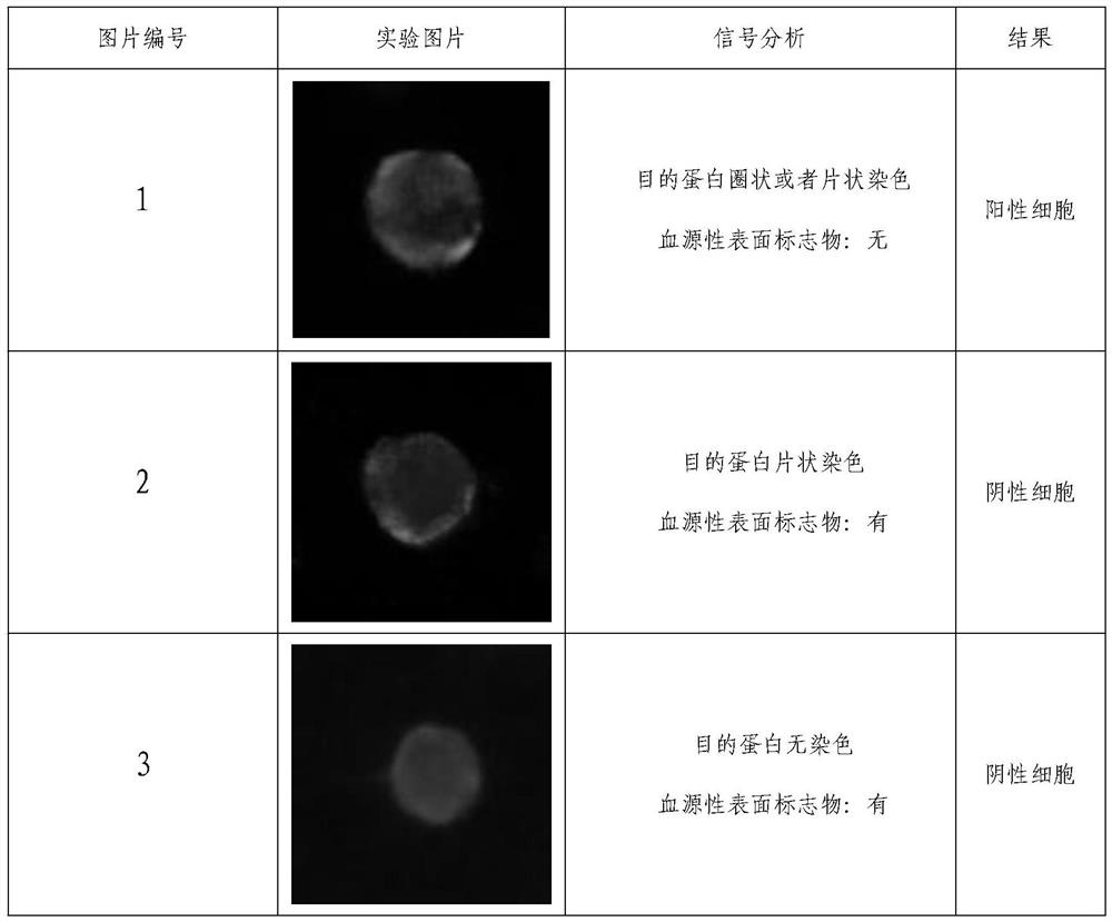 Immunofluorescence kit for detecting human prostate cancer antigens PSMA and AR-V7 and application