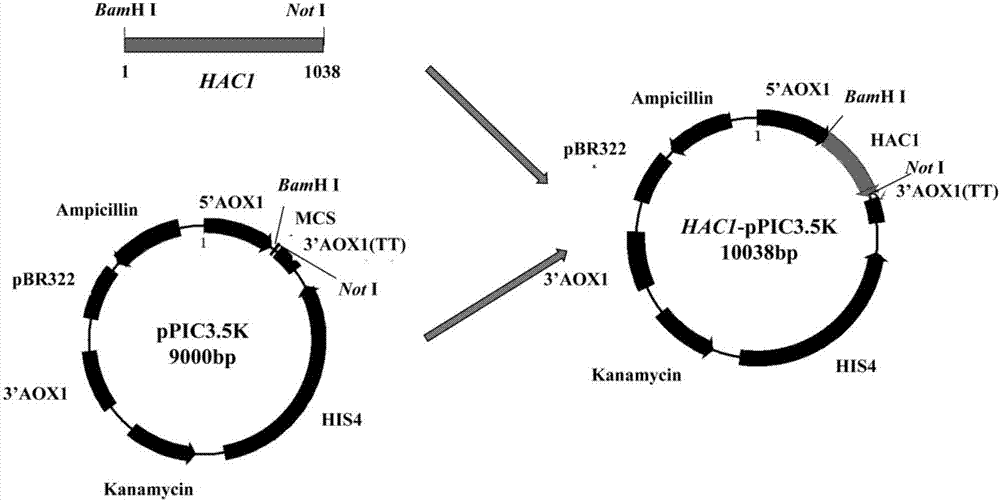 Recombinant pichia pastoris for heterogenous efficient expression of lipase and application of recombinant pichia pastoris
