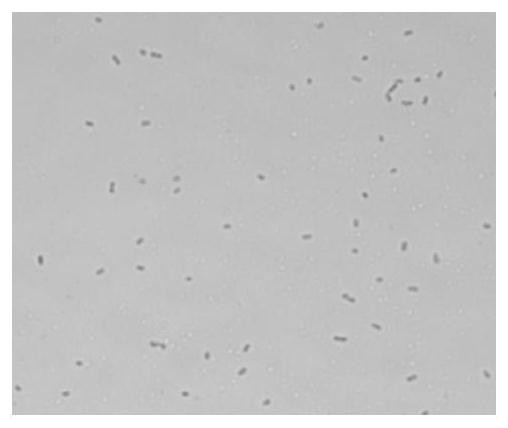 A strain of Enterobacter chengdu producing nicotinamide mononucleotide and its application