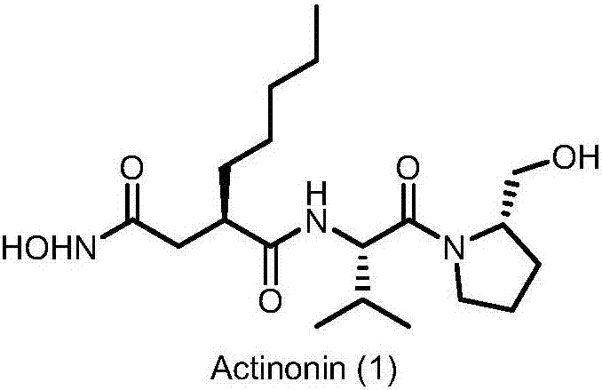 Preparation method of actinonin