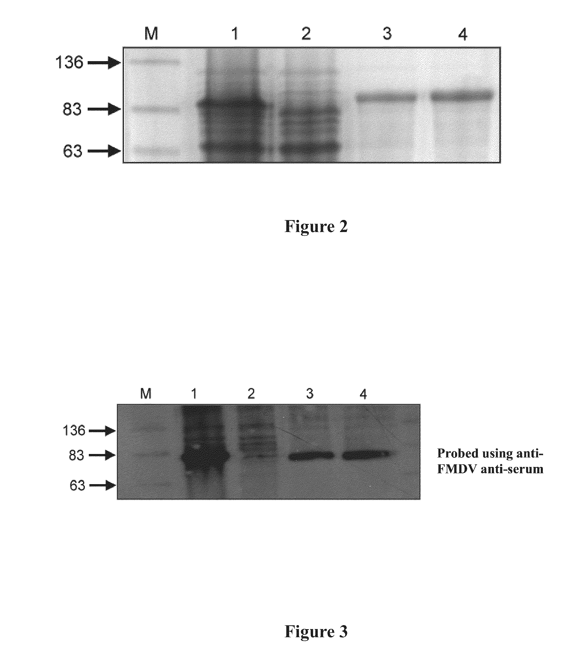 Anti-fmd vaccine composition and preparation and use thereof