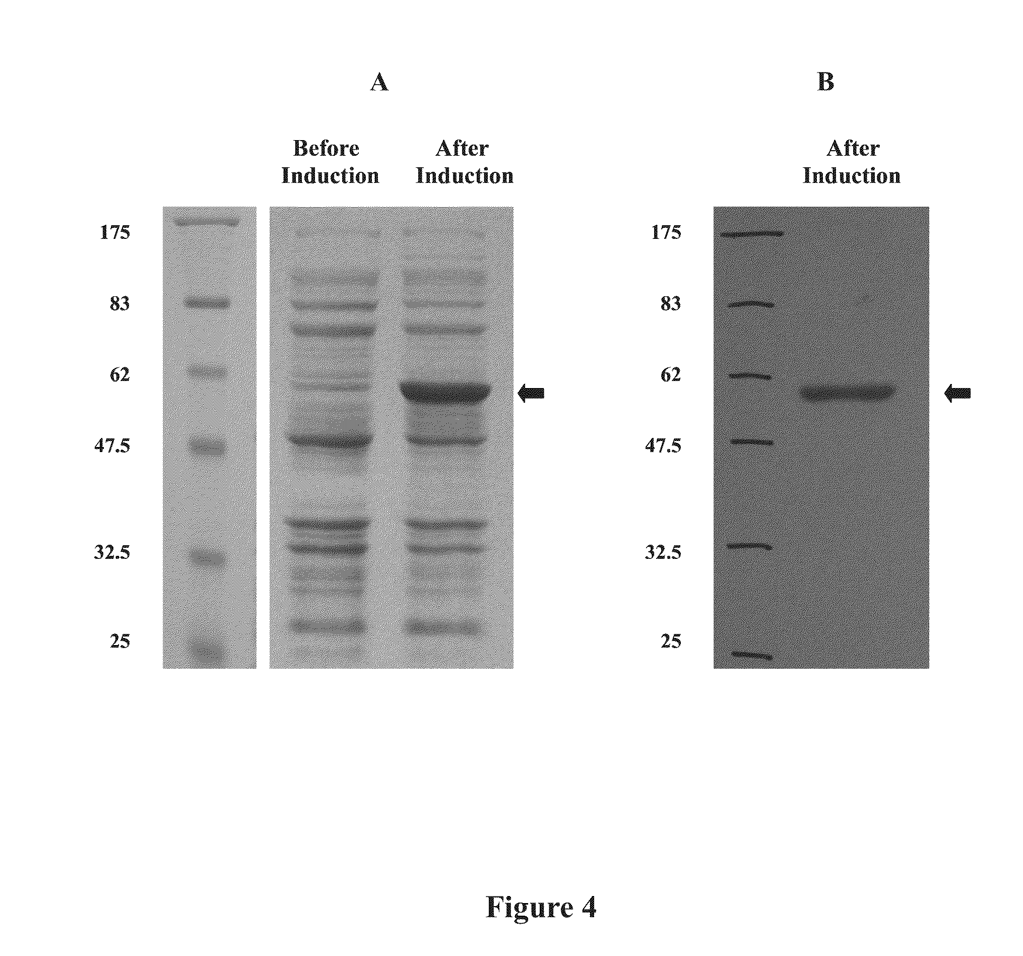 Anti-fmd vaccine composition and preparation and use thereof