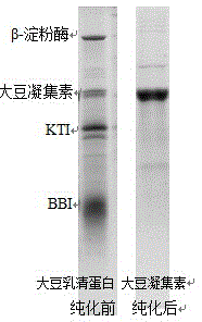 Method for separating and purifying soybean agglutinin from soybean whey