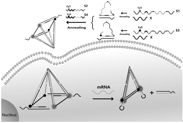 Preparation of a DNA quadrangular pyramid for visual detection of tumor-associated mRNAs in living cells