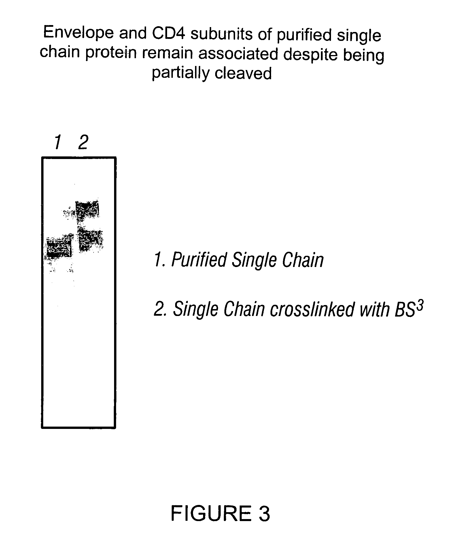 Virus coat protein/receptor chimeras and methods of use