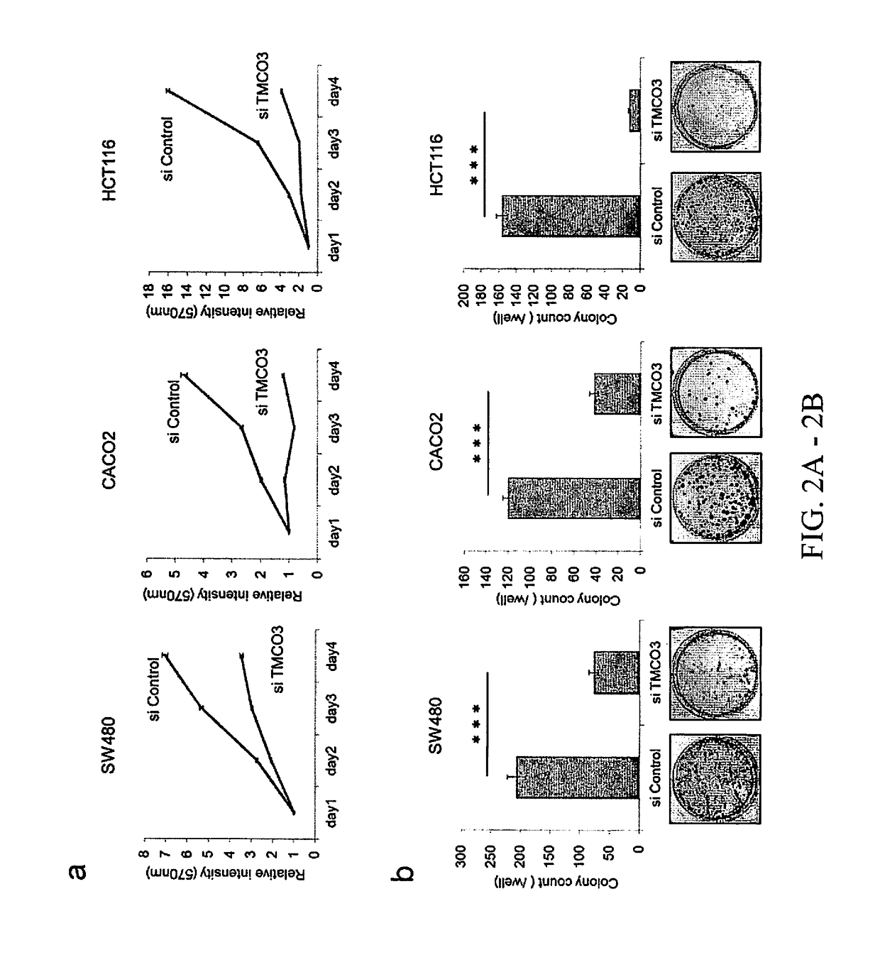 Methods and compositions involving transmembrane and coiled-coil domains 3 (tm-co3) in cancer
