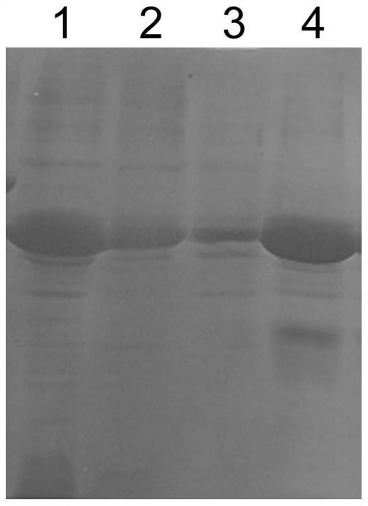 Equine infectious anemia virus p26-gp90 recombinant protein as well as preparation method and application thereof