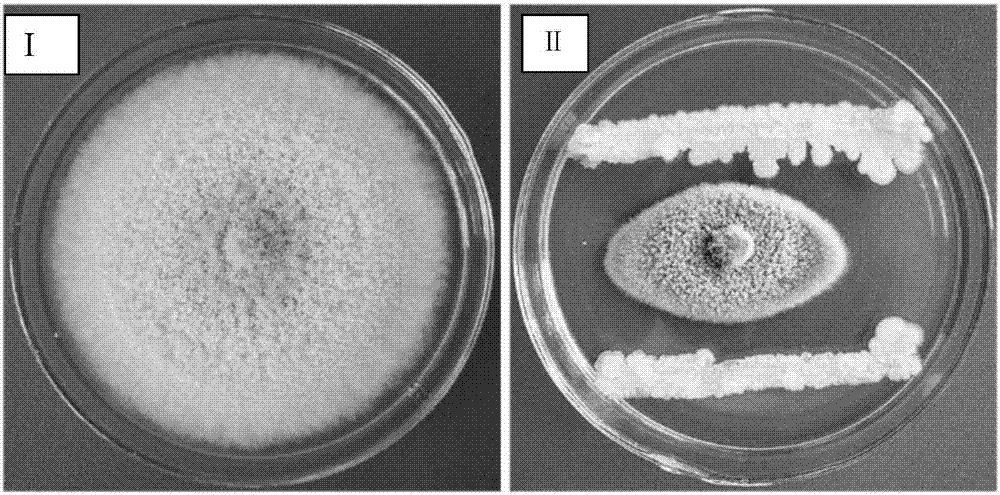 Phytopathogen antagonistic bacterium and its application in plant disease control