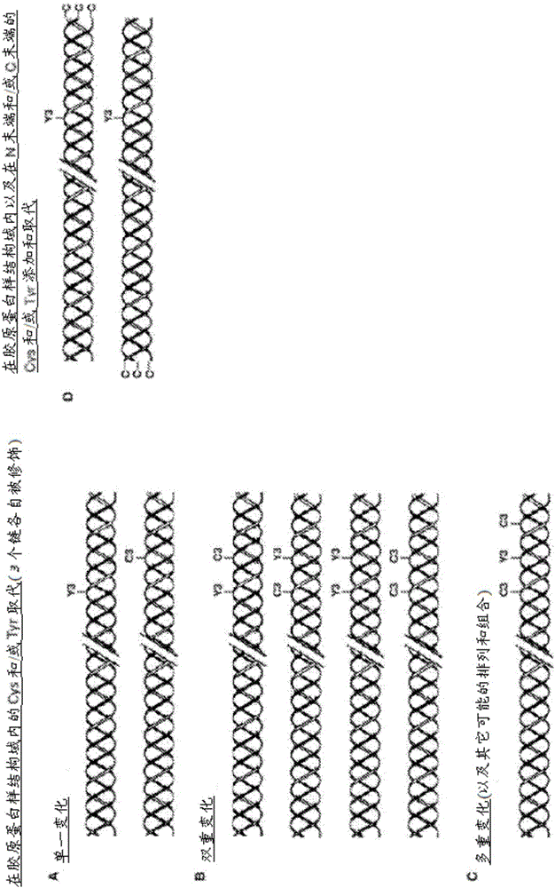 Modified bacterial collagen-like proteins