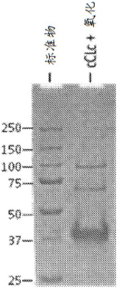 Modified bacterial collagen-like proteins