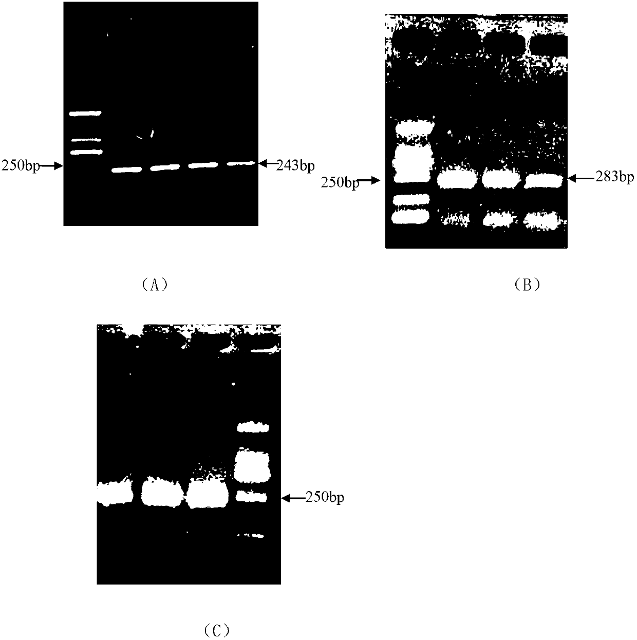Method and kit for quickly detecting interior label of salmonella by adopting reverse transcription fluorescent quantitation