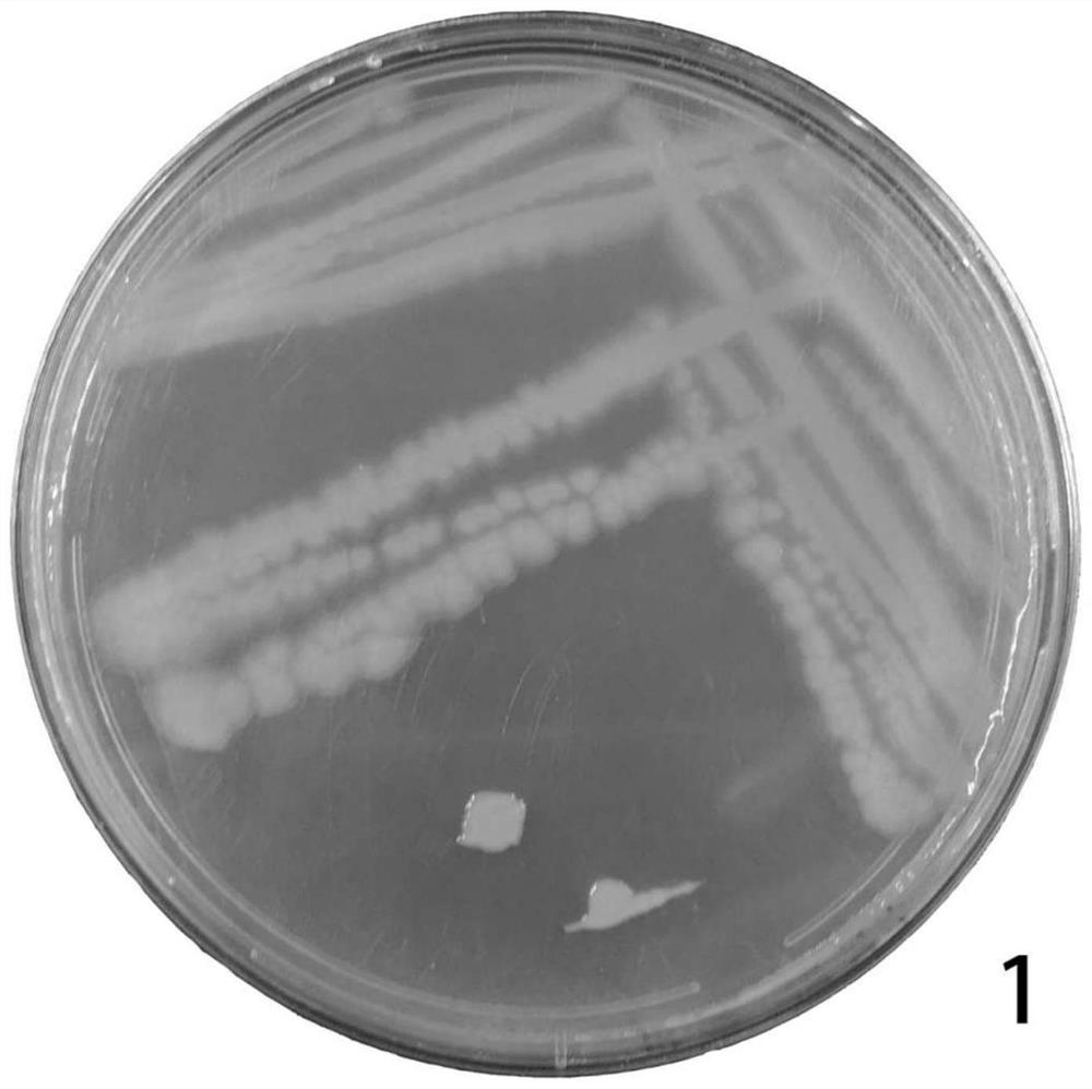 Erythrocin degradation bacterium pseudomonas aeruginosa RJJ-1 and application thereof