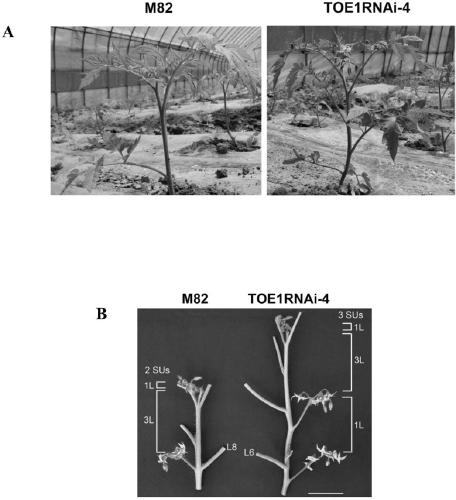 Application of SlTOE 1 gene in regulating and controlling flowering time and yield of tomatoes