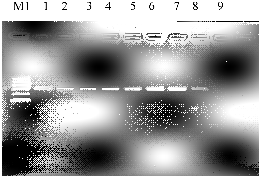 SCAR marker of tetranychus truncates ehara, specific PCR detection method and kit of tetranychus truncates ehara