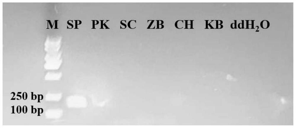 Primers and method for rapidly identifying and quantifying schizosaccharomyces pombe