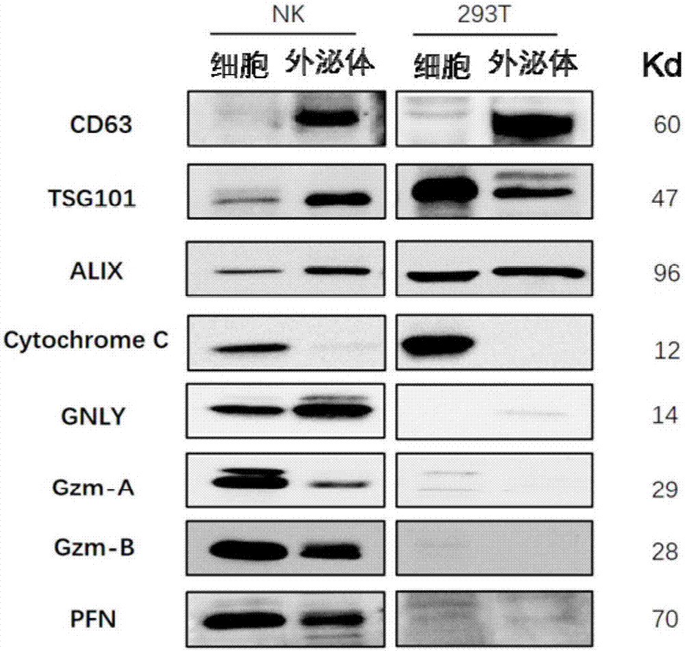 Antibacterial and antitumor application of NK cell exosome and related miRNA