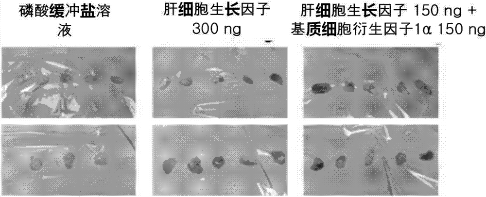 Composition for preventing or treating peripheral vascular disease using hepatocyte growth factor and stromal cell derived factor 1[alpha]