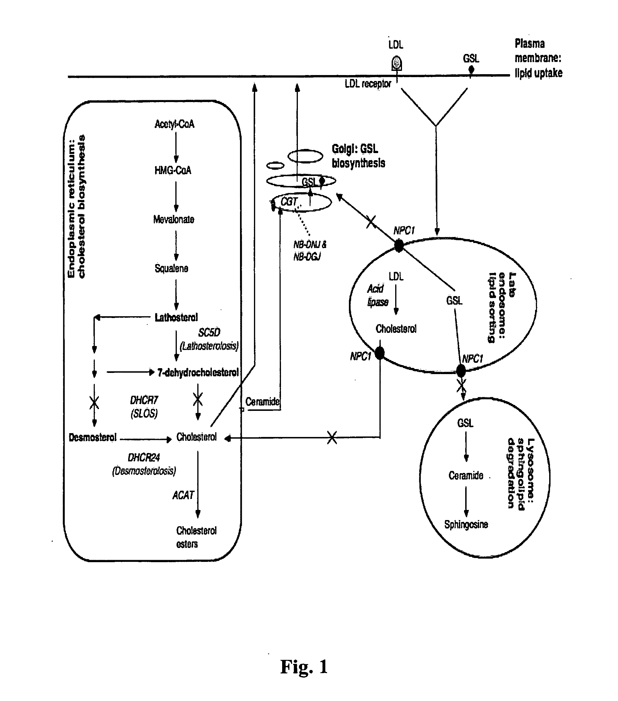 Substrate reduction therapy