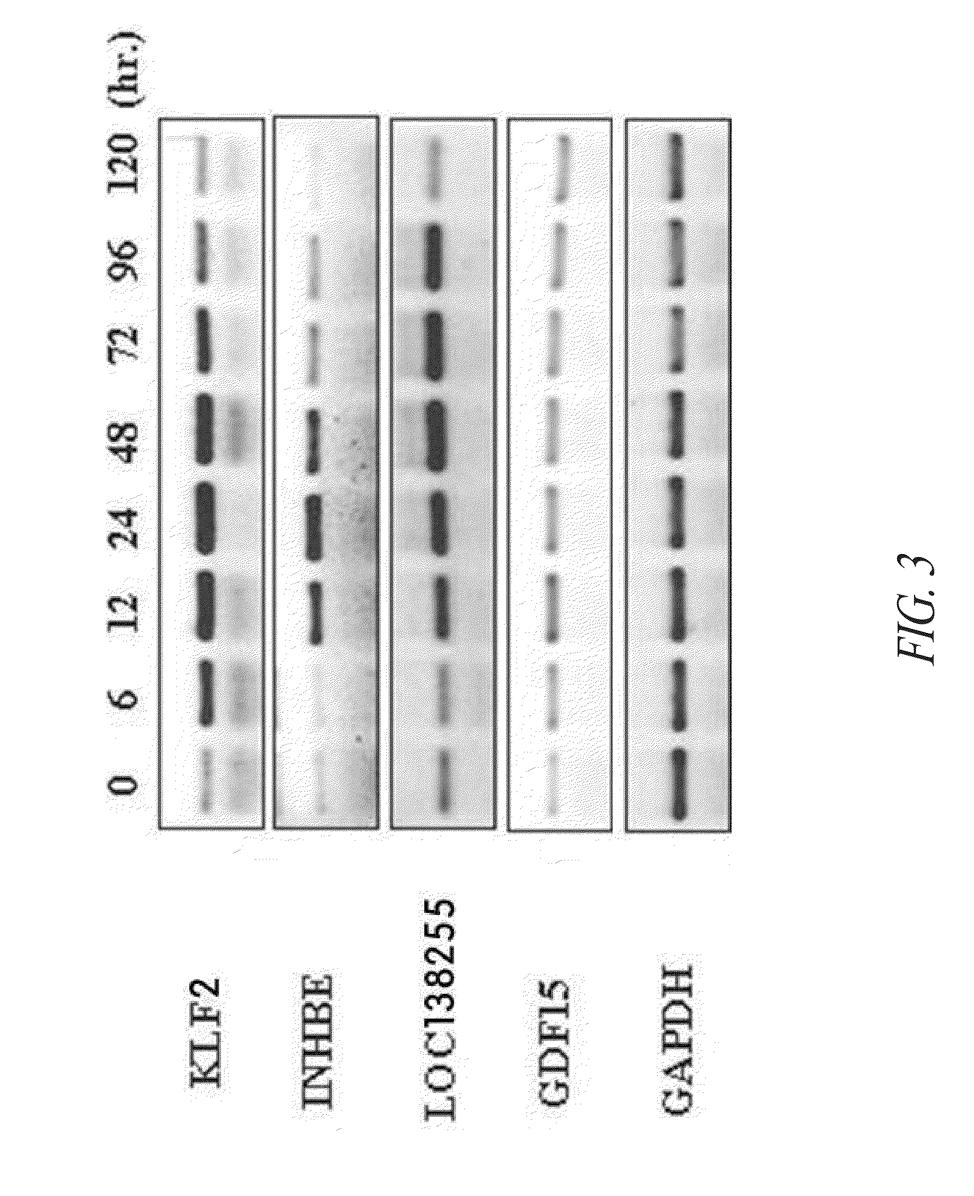Methods for inducing the differentiation of hematopoietic stem cells into megakaryocytes and platelets, and gene controlling the differentiation