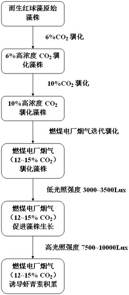Method for promoting growth of Haematococcus pluvialis and accumulation of astaxanthin by flue gas CO2 domestication