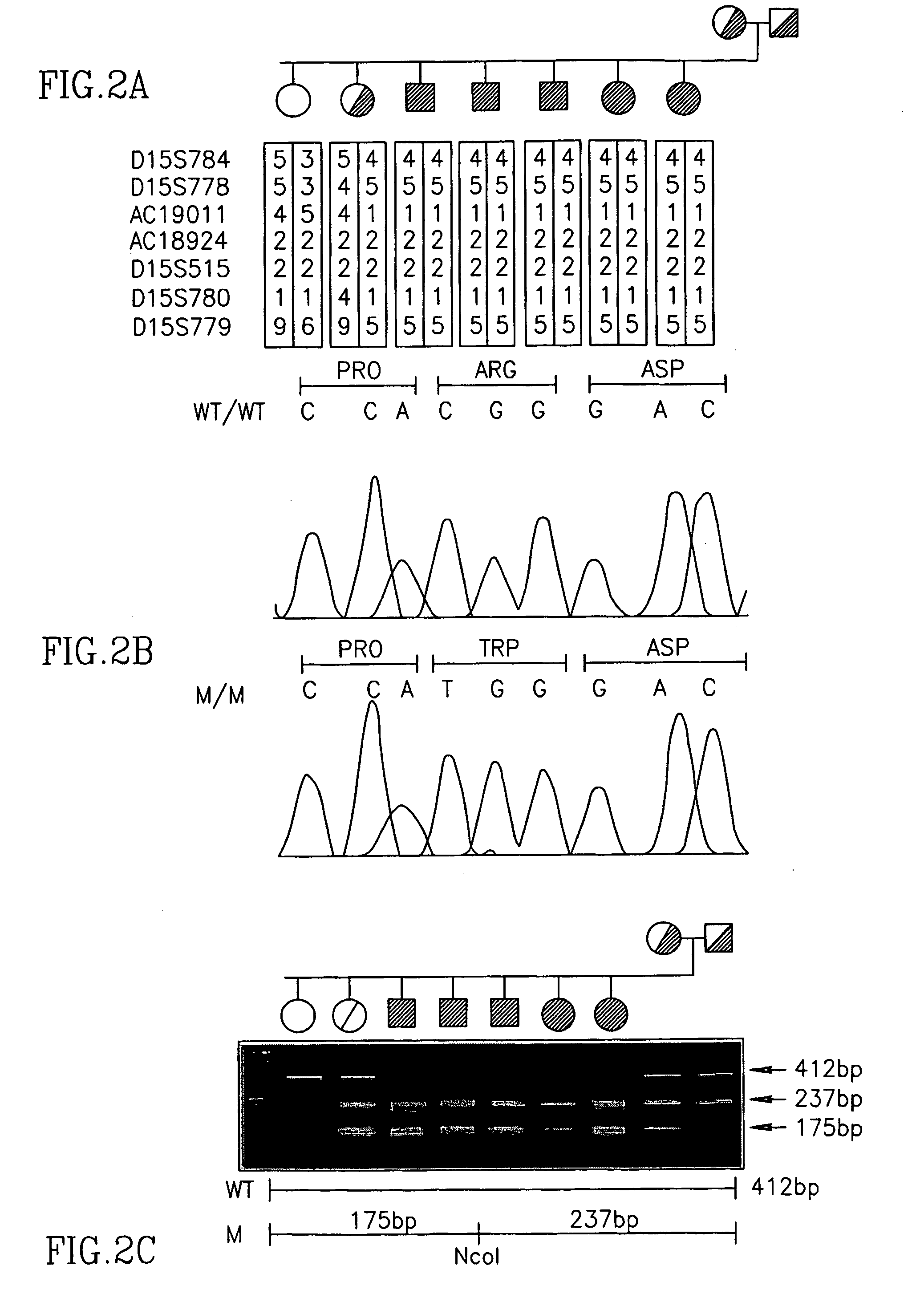 Erythrocyte differentiation factor, gene encoding same, and methods of use thereof