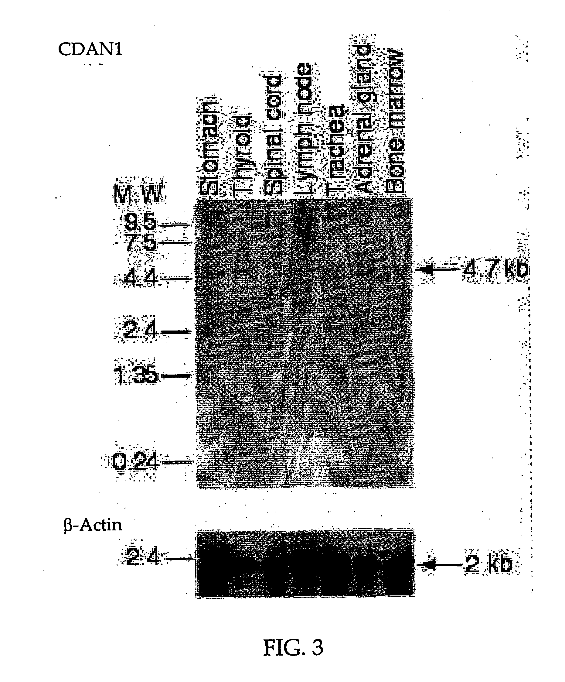 Erythrocyte differentiation factor, gene encoding same, and methods of use thereof