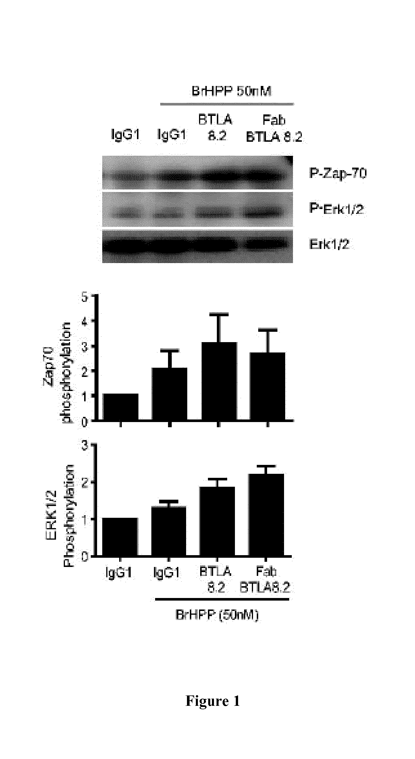 Antagonist of the btla/hvem interaction for use in therapy