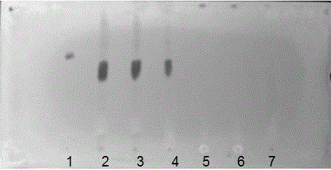 TLC method for identification of Eucommia ulmoides and preparations containing eucommia and application of potassium bismuth iodide solution