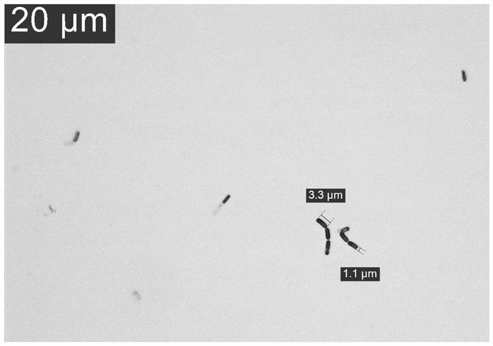 A strain of Bacillus Veles that can produce ferulic acid esterase and its application