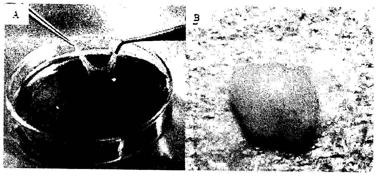 Tissue engineering cartilage and preparation method thereof