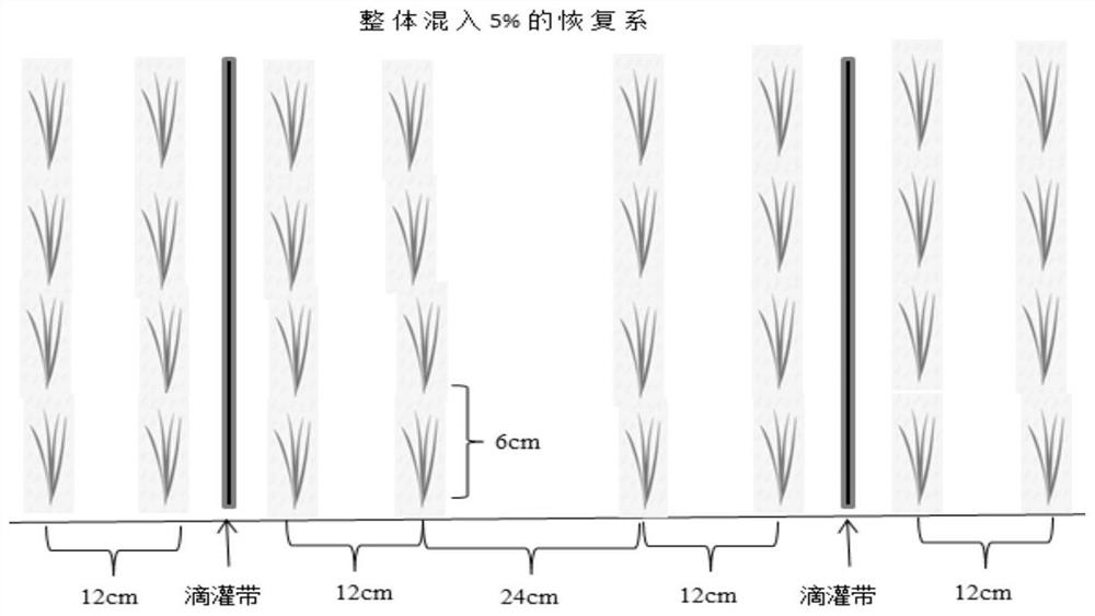 Seed production method for three-line hybrid wheat through precision hole sowing