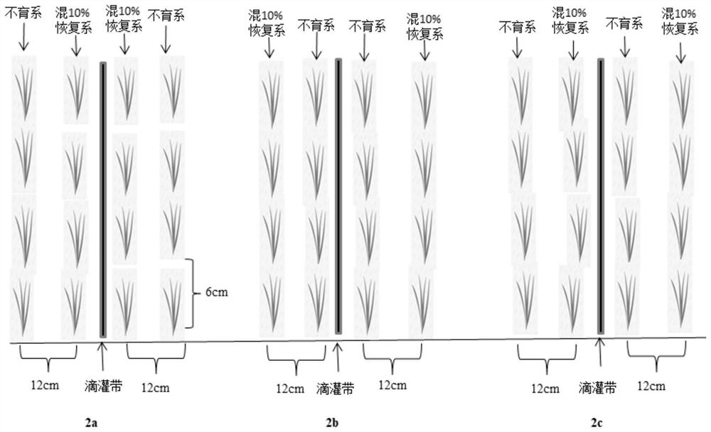 Seed production method for three-line hybrid wheat through precision hole sowing
