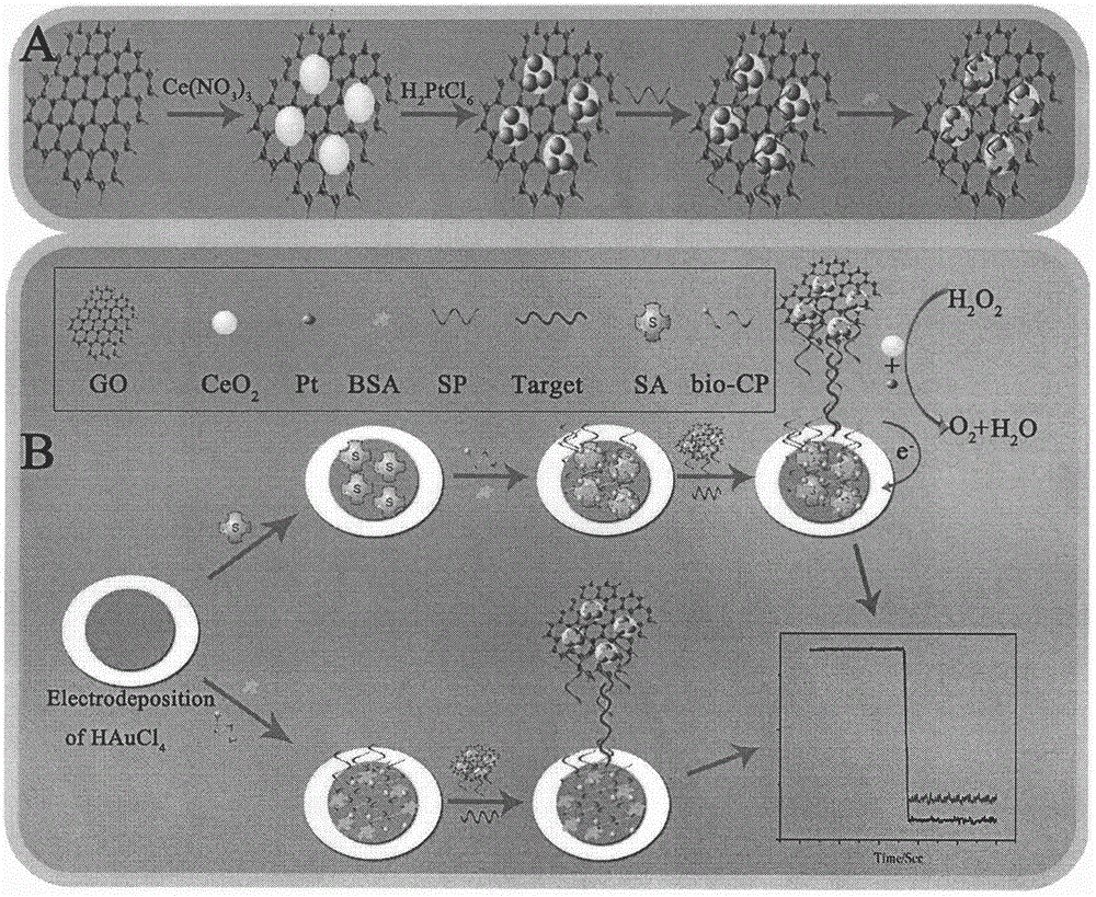 Preparation method of electrochemical sensor for detecting polymorphism of ADRB1-115G&gt;C gene