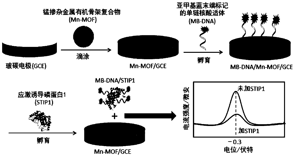 Preparation method of nanometer electrochemical aptasensor for detecting stress-induced phosphoprotein