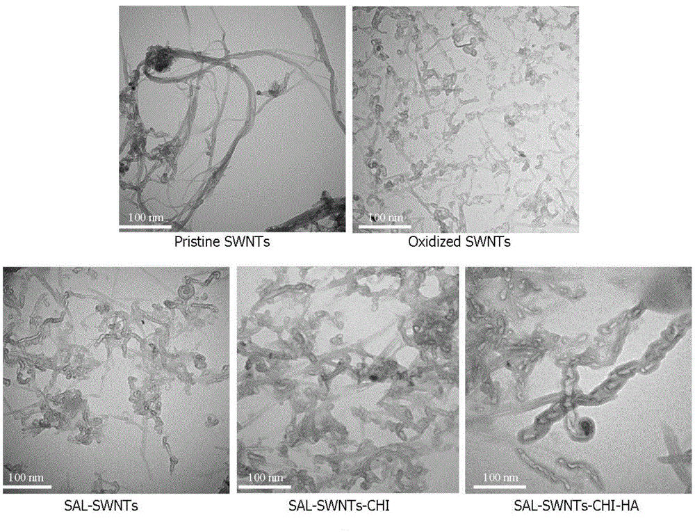 Cancer stem cell-targeting carbon nano-tube-salinomycin drug delivery system, preparation method and uses thereof