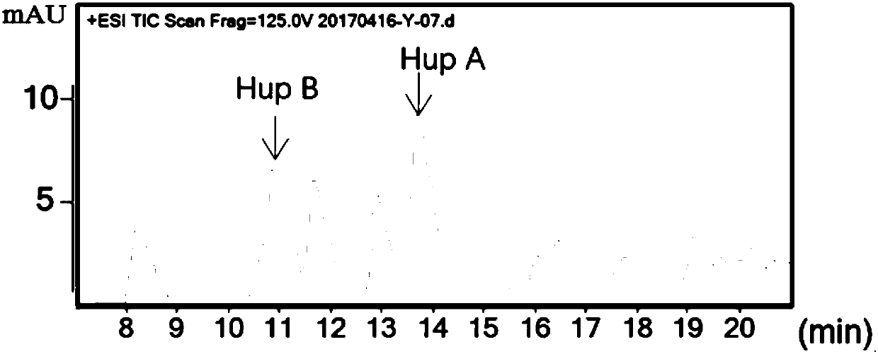 Enterobacter ludwigii SXZ-N5 strain producing huperzine A and huperzine B and application thereof
