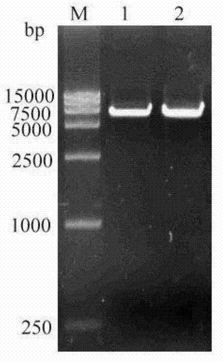 Porcine epizootic diarrhea virus S1 protein fusion gene and recombinant bacillus megaterium, and their use