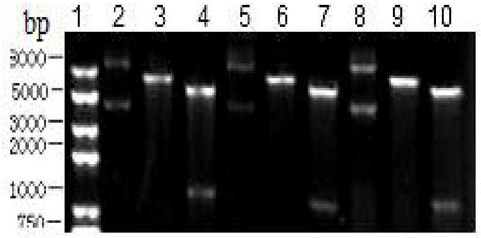 Monoclonal antibody of anti-Bluetongue virus serum 4-type VP2 protein, hybridoma cell strain capable of secreting monoclonal antibody and application of hybridoma cell strain